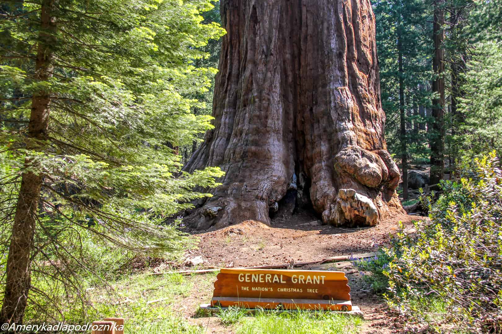  Park Narodowy Sekwoi general grant tree sequoia national park