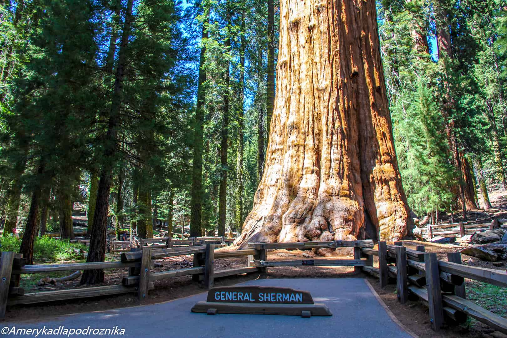  Park Narodowy Sekwoi general sherman tree sequoia national park